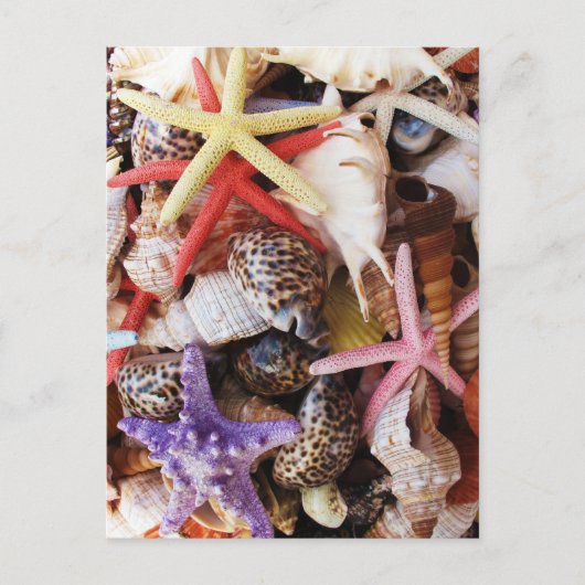 Muscheln Starfish Farbige Muschel Postkarte (Vorderseite)