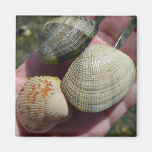 Muscheln und ein Herzmuschel-Magnet Magnet