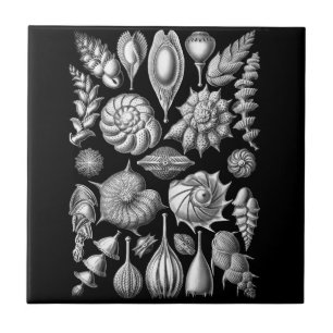 Muscheln und Fossilien in Schwarzweiss-1 Fliese