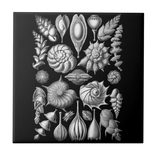 Muscheln und Fossilien in Schwarzweiss-1 Fliese (Vorderseite)