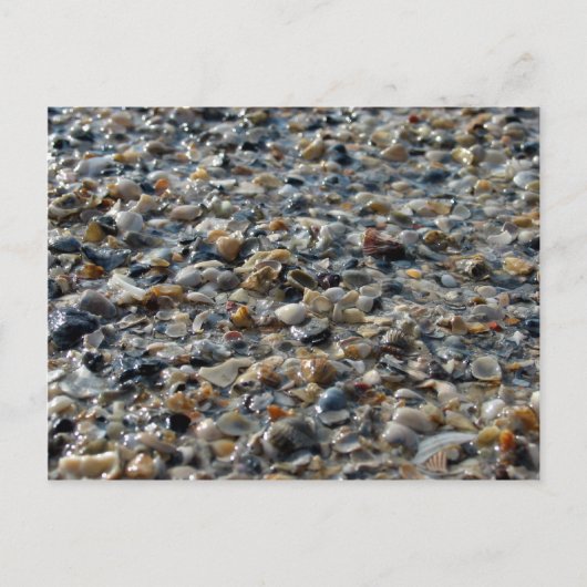 Muscheln und Kies Postkarte (Vorderseite)