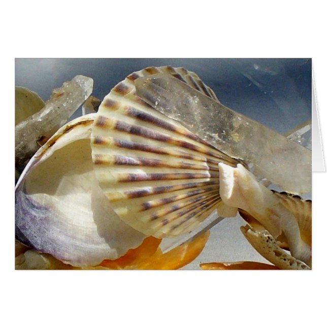 Muscheln und Kristalle (Vorderseite (Horizontal))