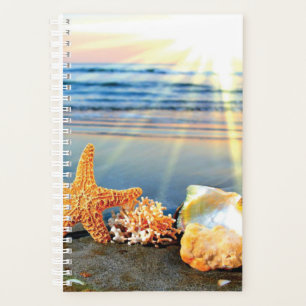 Muscheln und Seestern am Strand Planer