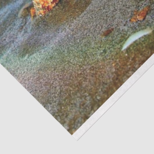 Muscheln und Seestern am Strand Seidenpapier (Ausschnitt)