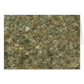 Muscheln unter Wasser (Vorderseite (Horizontal))