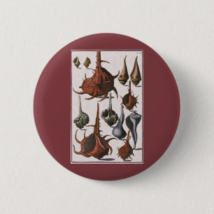 Muscheln, Vintage-Muscheln, Meeresleben Button