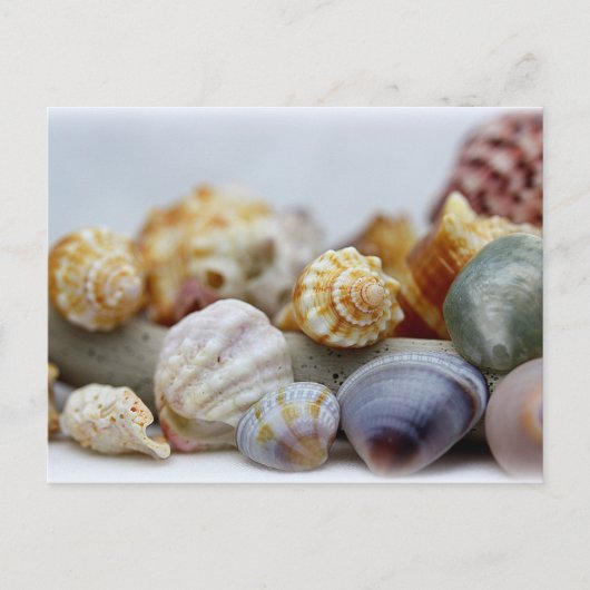 Muscheln von der Postkarte am Meer (Vorderseite)