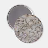 Muscheln von Sanibel Magnet (Vorderseite/Rückseite)