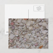 Muscheln von Sanibel Postkarte (Vorne/Hinten)