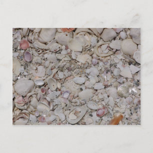 Muscheln von Sanibel Postkarte