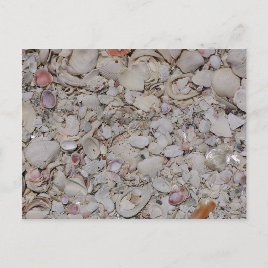 Muscheln von Sanibel Postkarte (Vorderseite)