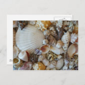 Muscheln von Sanibel Postkarte (Vorne/Hinten)