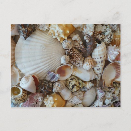 Muscheln von Sanibel Postkarte (Vorderseite)