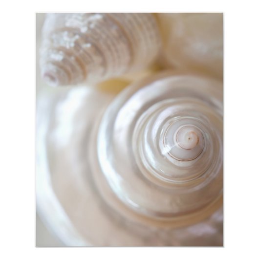 Muscheln von White Seashells Tropical Beach Küste Fotodruck (Vorne)