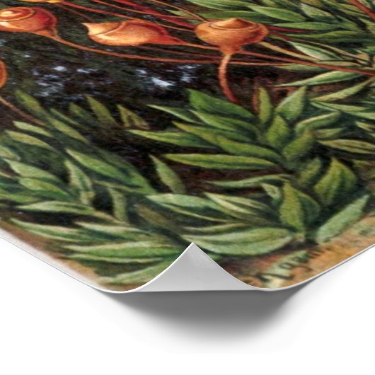 Muscinae Poster (Ecke)