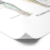 Muscle Anatomy Poster Deep Layers (Ecke)