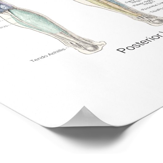 Muscle Anatomy Poster Deep Layers (Ecke)