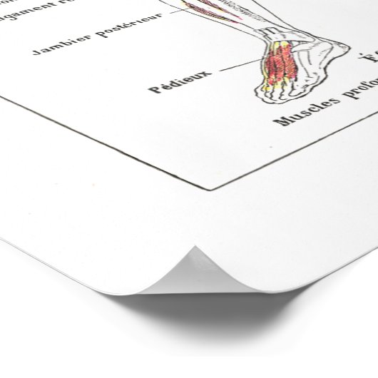 Muscle Anatomy Poster in Französisch (Ecke)