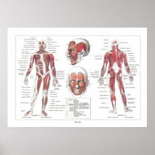 Muscle Anatomy Poster in Französisch