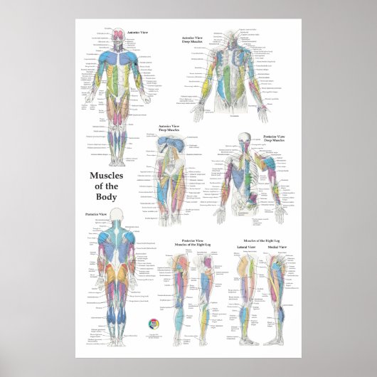 Muscle Anatomy Posterior Anterior Poster (Vorne)