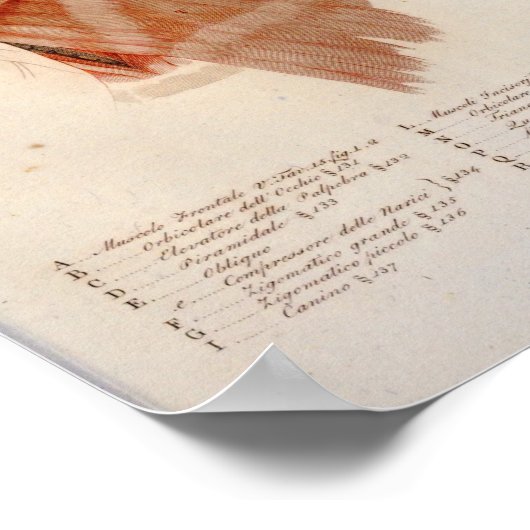 Muscle Anatomy Print Face Neck Französisch Poster (Ecke)