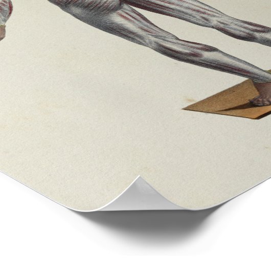 Muscle Fascia Anatomie Print Posterior Poster (Ecke)