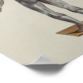 Muscle Fascia Anatomy Print Front Back Poster (Ecke)