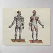 Muscle Fascia Anatomy Print Front Back Poster (Vorne)