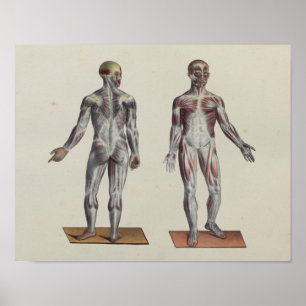 Muscle Fascia Anatomy Print Front Back Poster