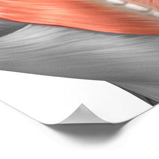 Muscles Of The Back And Neck Poster (Ecke)