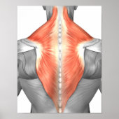 Muscles Of The Back And Neck Poster (Vorne)
