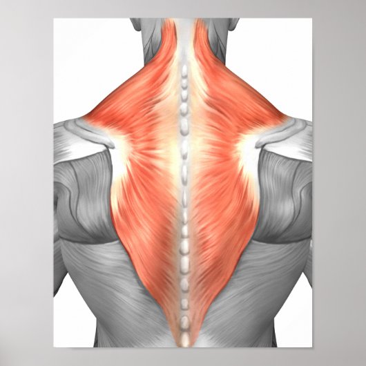Muscles Of The Back And Neck Poster (Vorne)