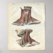 Muscles of the Neck Anatomy Print Poster (Vorne)