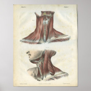 Muscles of the Neck Anatomy Print Poster