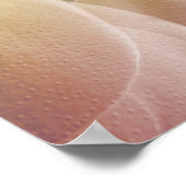 Muscles of the Shoulder 4 Poster (Ecke)