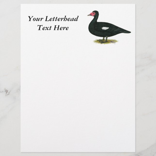 Muscovy Black Drake (Vorderseite)
