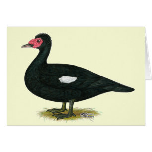 Muscovy Black Drake