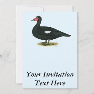 Muscovy Black Drake Einladung