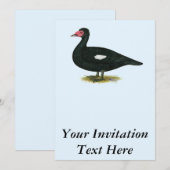 Muscovy Black Drake Einladung (Vorne/Hinten)