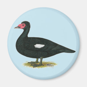 Muscovy Black Drake Magnet
