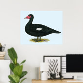 Muscovy Black Drake Poster (Heimbüro)