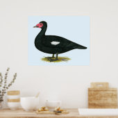 Muscovy Black Drake Poster (Küche)