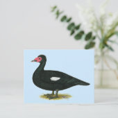 Muscovy Black Drake Postkarte (Stehend Vorderseite)