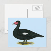 Muscovy Black Drake Postkarte (Vorne/Hinten)