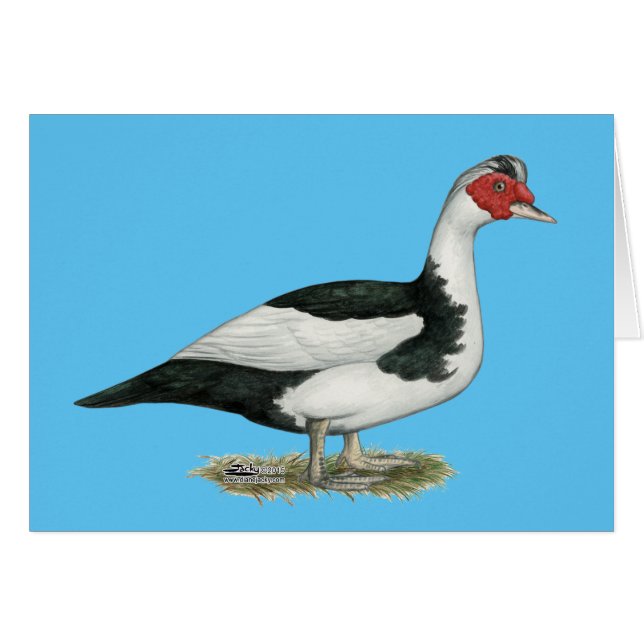 Muscovy Black Pied Drake (Vorderseite (Horizontal))