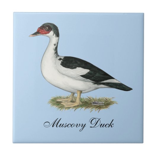 Muscovy Black Pied Duck Fliese (Vorderseite)