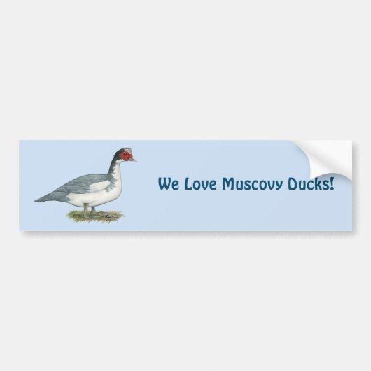 Muscovy Blue Pied Drake Autoaufkleber (Vorne)