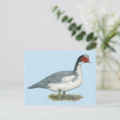Muscovy Blue Pied Drake Postkarte (Stehend Vorderseite)