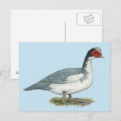 Muscovy Blue Pied Drake Postkarte (Vorne/Hinten)