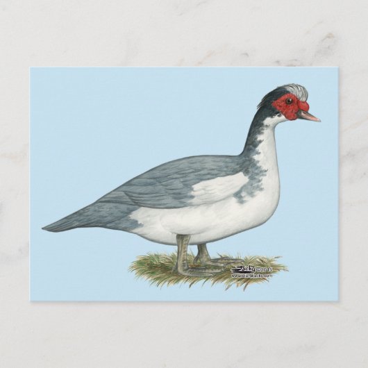 Muscovy Blue Pied Drake Postkarte (Vorderseite)